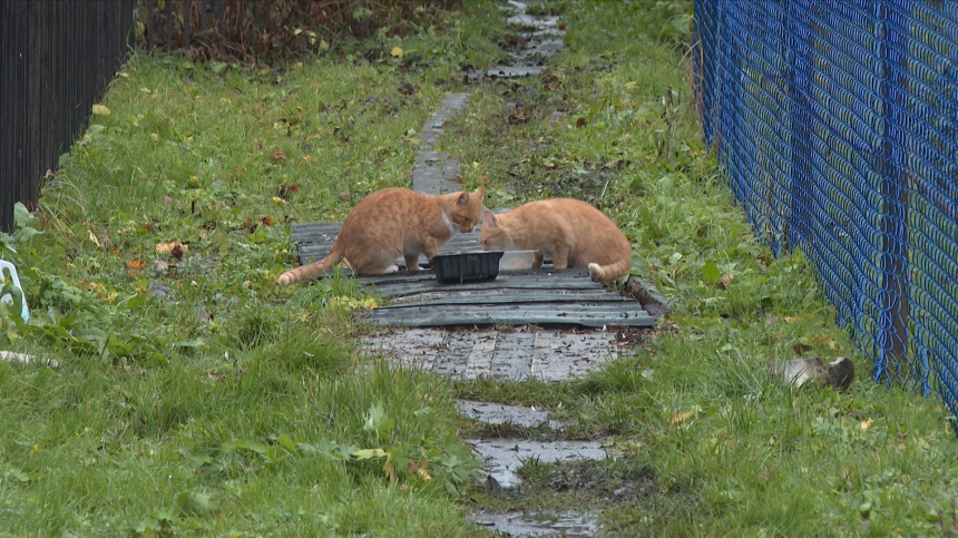 Штраф за брошенных животных могут поднять до 30 тысяч рублей