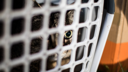 Китайские буддисты случайно утопили более 1000 спасенных кошек