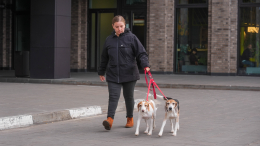 В Петербурге начнут действовать новые правила выгула и содержания собак