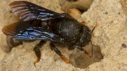 «Люцифер» с рогами: в Австралии обнаружили новый вид пчел
