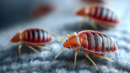 Глава генштаба ВС Франции обвинил Россию в нашествии постельных клопов