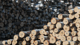 В Забайкалье преступная группировка продала лес на миллиард рублей