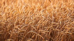 «Просто нецелесообразно»: Армения не намерена отказываться от российского зерна