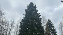 Главной новогодней елью страны станет вековое дерево из Подмосковья