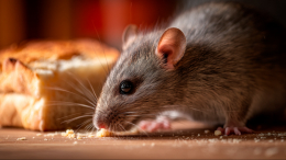 Крысиный террор на кухне и в подвале: как избавиться от грызунов в доме