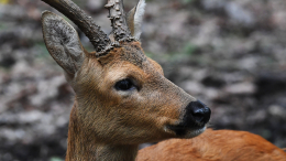Устроила переполох и убежала: косуля едва не разгромила магазин в Туапсе