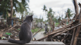 Кот спас семью от наводнения на Филиппинах во время тайфуна
