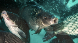 «Тонут три района»: жительница Кузбасса завела карпов в подвале дома после потопа