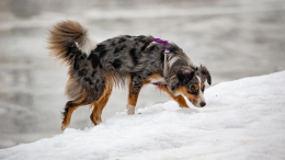 «Сталкиваются с суровыми условиями»: что угрожает вашей собаке зимой