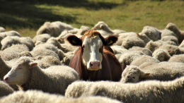 Корова сбежала по пути на бойню и подружилась с овцами, чтобы сойти за «свою»