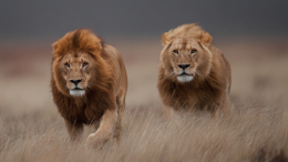 Двое львов сбежали из реабилитационного центра на Западной Украине