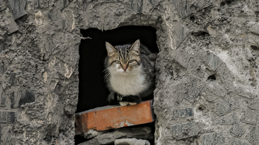 Почему на Украине возмутились русскоязычности котов