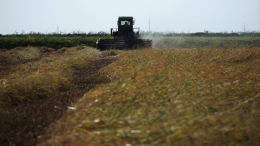 Украинские фермеры заявили о неубранном урожае из-за мобилизации