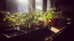 Грядки на подоконнике: какие овощи и фрукты проще всего вырастить дома