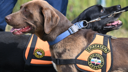 Спасатели возобновили поиски семьи Усольцевых в Красноярском крае