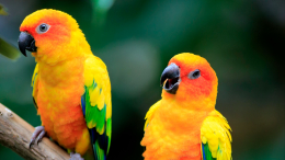 Американец пытался провезти через границу редких птиц в трусах