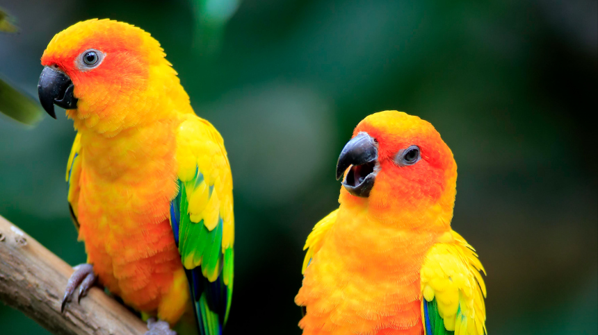 Мужчина пытался провезти редких птиц в трусах в США