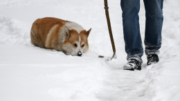 Кинолог указал на связанную с корги деталь в деле Усольцевых