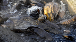 На женщину, которая развела карпов в подвале дома, пожаловались коммунальные службы