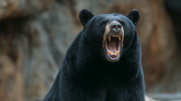 В Индии гималайские медведи за 11 дней стали причиной гибели трех человек