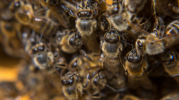 В Индии мужчина погиб после 890 укусов пчел