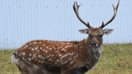 В США домашний олень насмерть забодал женщину