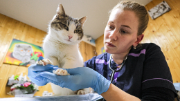 Спасенная у «Ласточкиного гнезда» кошка Муся вернулась к полноценной жизни