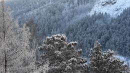 Скитался с собакой: Усольцевы не первые пропали на данном участке тайги