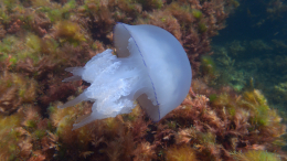 Двухлетний мальчик из России умер из-за укуса медузы в Малайзии