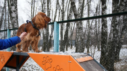 Новые жесткие правила для собачников вступили в силу в Петербурге