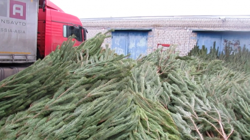 Контрабандисты пытались вывезти больше 1000 сосен в Казахстан