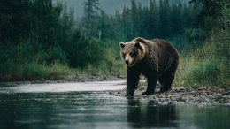 Учитель закрыл собой детей во время нападения разъяренного медведя