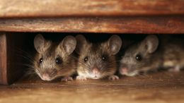 В помощь всему роду: у мышей обнаружили способность к акушерству