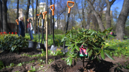 Более 30 тысяч многолетних растений высадили в разных районах Москвы
