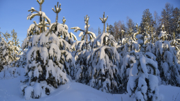 Мороз крепчает: резкое похолодание прогнозируется сразу в трех округах России