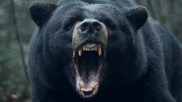 Женщина пережила нападение медведя и раненая провела ночь в лесу