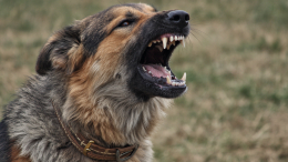 Загоняют их, как скот: эксперт назвал три породы собак, которые опасны для детей