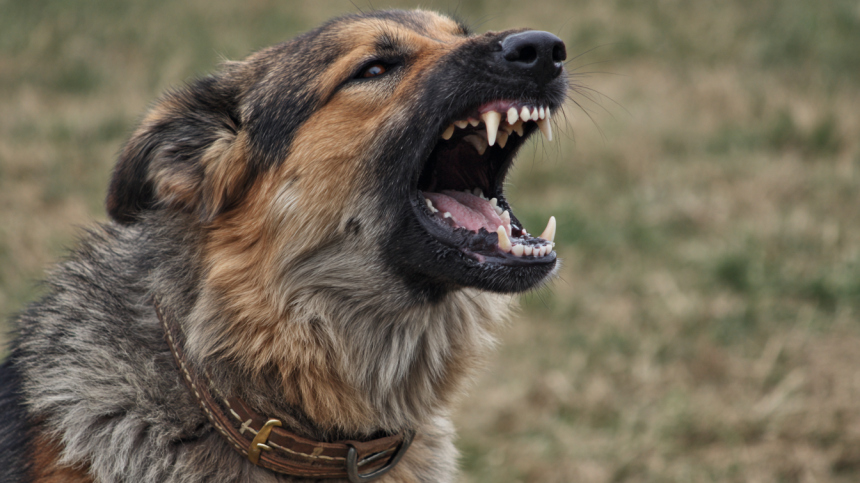 Загоняют их, как скот: эксперт назвал три породы собак, которые опасны для детей