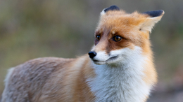 Бешеные лисы нападают на домашних животных по всей России