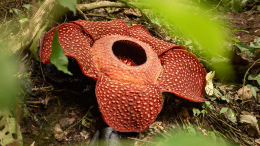 Плакал от счастья: редчайший цветок нашли в Индонезии