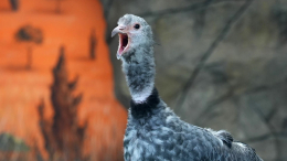 Коллекцию Московского зоопарка пополнили хохлатые паламедеи
