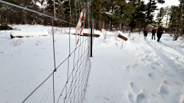 «Их права нарушены»: жители поселка в Томской области остались без кедрового леса