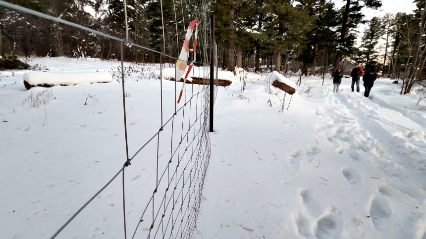 «Их права нарушены»: жители поселка в Томской области остались без кедрового леса
