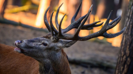 Ритуальное убийство? Оленя нашли обезглавленным в ирландском парке