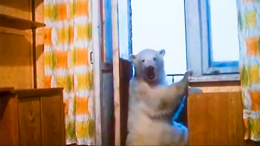 Как медведица жила в квартире и играла с детьми: удивительная история Айки из Норильска