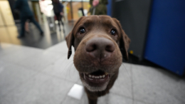 Новая «таблетка от старости» для собак: как она продлевает жизнь питомцам