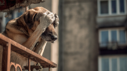 В Новосибирске произошел хлопок аэрозольного баллончика из-за оставшейся дома собаки