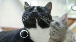 Ясфира, Капучинка, Дормидонт: какие необычные клички носят животные «Моспитомца»