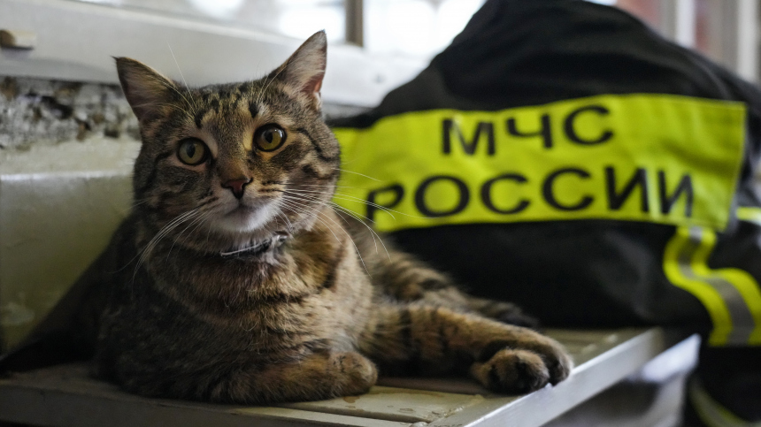 Как столичные спасатели помогают животным