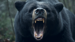 Медведь ворвался в общественный туалет и ранил пожилого мужчину